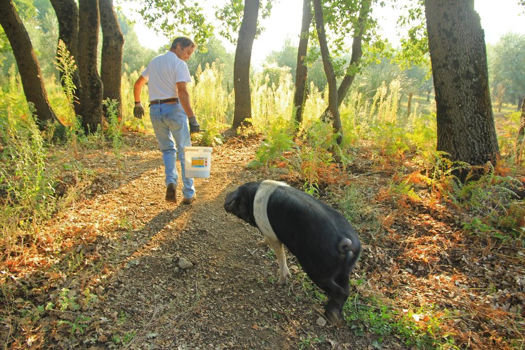Agriturismo Locanda Pantanello Pitigliano Eksteriør billede
